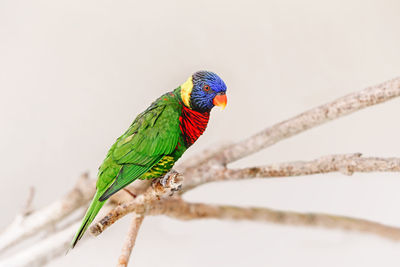 One colorful little lorikeet parrot sitting on tree branch and looking in camera. beautiful wild bir