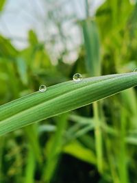 grass