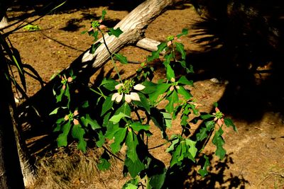 High angle view of plant growing on field