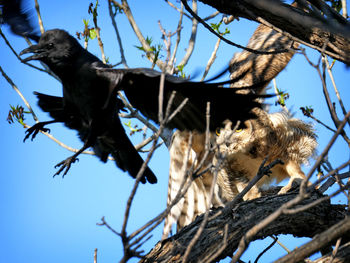 Low angle view of birds on tree against sky