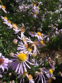 Close-up of flowers blooming in park