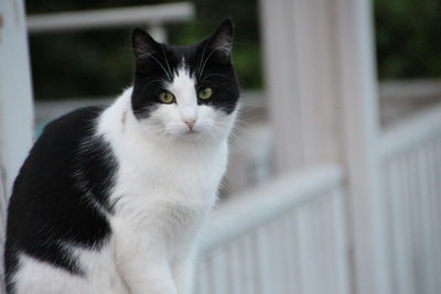 Close-up portrait of a cat