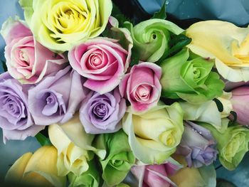 Close-up of multi colored roses