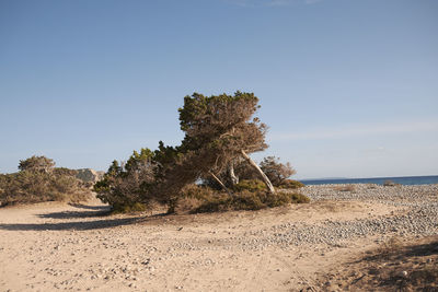 Tree on beach against clear sky