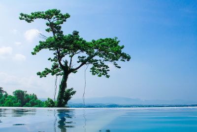 Tree by sea against blue sky