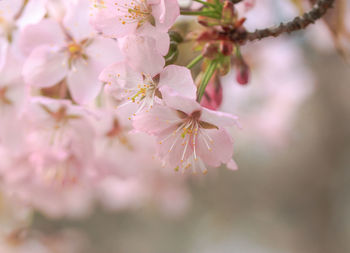 Close-up of pink cherry blossom