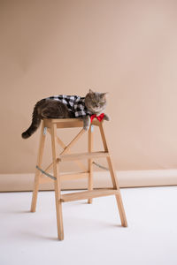 Scottish straight cat in the studio on chair