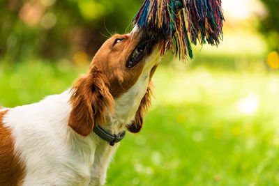 Close-up of a dog on field