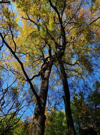 Low angle view of trees