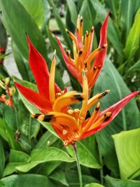 Close-up of orange day lily blooming outdoors