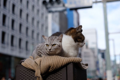 Portrait of a cat sitting outdoors