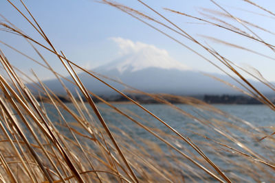 Close-up of stalks in sea against sky