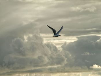 Low angle view of bird flying against cloudy sky