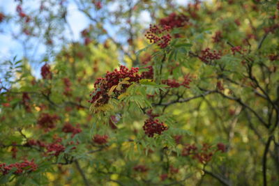 Close-up of flowers blooming outdoors