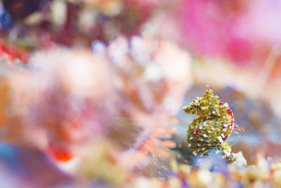 Close-up japanese pygmy seahorse