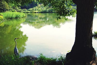 Reflection of trees in water