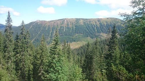 Pine trees in forest against sky
