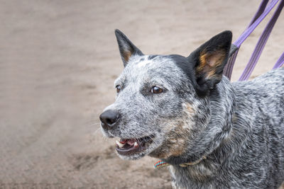 Portrait of barking young australian cattle dog blue heeler. aggressive dangerou