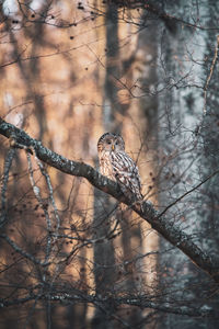 Bird perching on tree