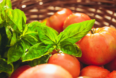 Close-up of tomatoes growing on plant