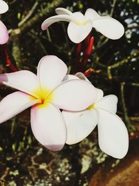 Close-up of white plumeria flowers