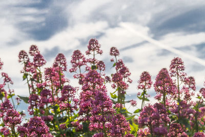 Low angle view of pink flowers against sky