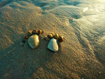 High angle view of shells on beach