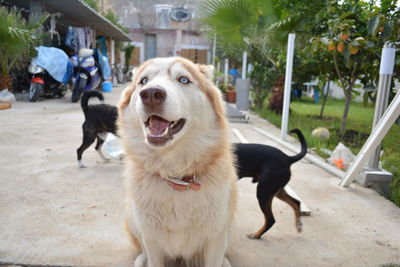 Close-up of dog on tree