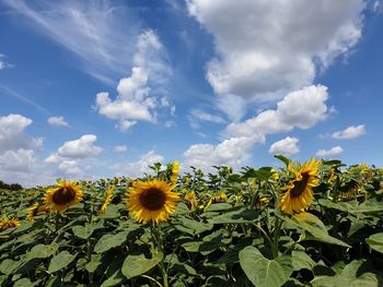 Scenic view of sunflower field against cloudy sky