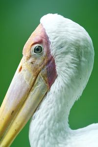 Close-up of bird