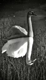Close-up of white grass