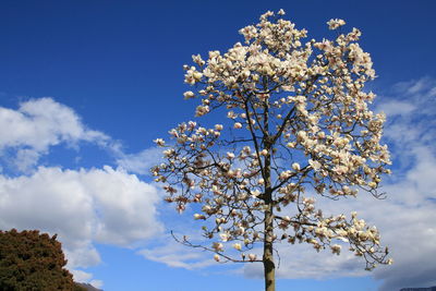 Low angle view of flowers growing on tree against blue sky