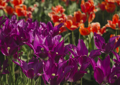 Close-up of purple flowers blooming outdoors