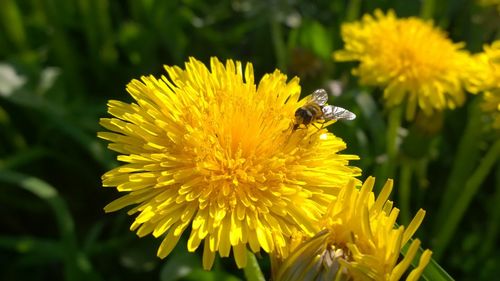 Close-up of bee on yellow flower