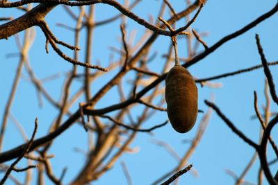 Low angle view of tree against sky