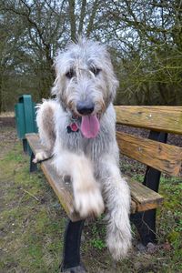 Portrait of dog sitting on grass in park