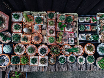 Cactus on wooden background, cactus in pot background