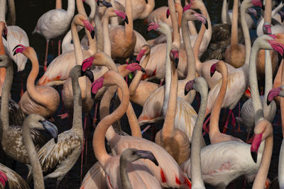 Flock of flamingos