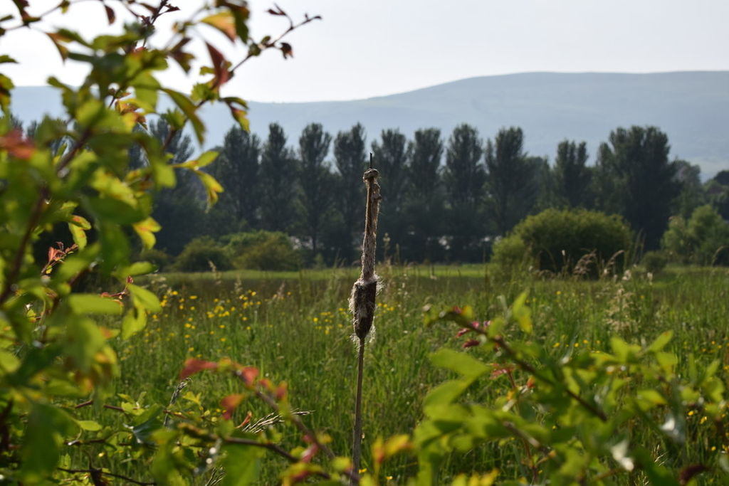 TREES GROWING ON FIELD