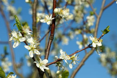 Close-up of cherry blossom