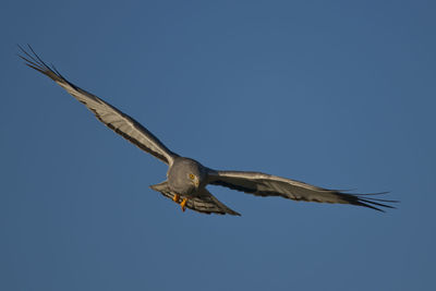 Low angle view of bird flying in sky