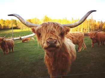 Highland cattle in a field