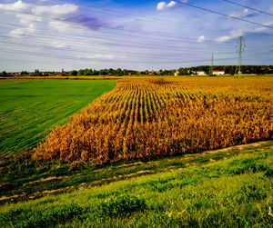 Scenic view of agricultural field against sky