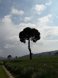 Tree on field against sky