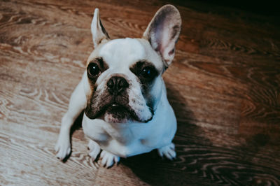 High angle portrait of dog at home