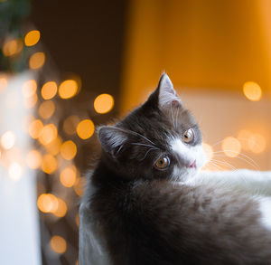 Beautiful british short hair cat