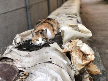 Close-up of a cat sleeping