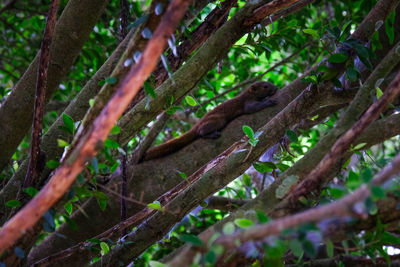 Low angle view of a tree