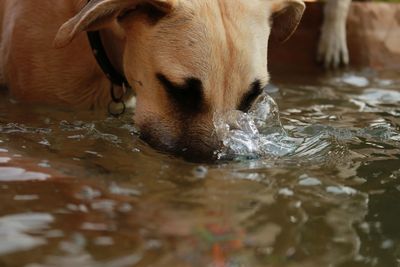 Close-up of dog drinking water