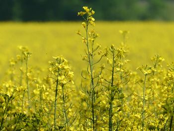 Yellow flowering plants on field